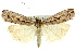  (Tawhitia pentadactylus - 11ANIC-04198)  @15 [ ] CreativeCommons - Attribution (2011) ANIC/CBG Photography Group Centre for Biodiversity Genomics