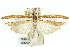  (Corynophora torrentellus - 11ANIC-04202)  @15 [ ] CreativeCommons - Attribution (2011) ANIC/CBG Photography Group Centre for Biodiversity Genomics