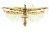  ( - 11ANIC-04204)  @11 [ ] CreativeCommons - Attribution (2011) ANIC/CBG Photography Group Centre for Biodiversity Genomics