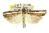  ( - 11ANIC-04209)  @11 [ ] CreativeCommons - Attribution (2011) ANIC/CBG Photography Group Centre for Biodiversity Genomics