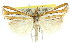 ( - 11ANIC-04224)  @15 [ ] CreativeCommons - Attribution (2011) ANIC/CBG Photography Group Centre for Biodiversity Genomics