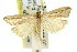  ( - 11ANIC-04236)  @11 [ ] CreativeCommons - Attribution (2011) ANIC/CBG Photography Group Centre for Biodiversity Genomics