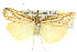  ( - 11ANIC-04245)  @13 [ ] CreativeCommons - Attribution (2011) ANIC/CBG Photography Group Centre for Biodiversity Genomics