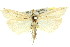  ( - 11ANIC-04257)  @11 [ ] CreativeCommons - Attribution (2011) ANIC/CBG Photography Group Centre for Biodiversity Genomics