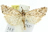  ( - 11ANIC-04265)  @15 [ ] CreativeCommons - Attribution (2011) ANIC/CBG Photography Group Centre for Biodiversity Genomics