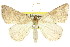  (Neritodes verrucata - 11ANIC-04278)  @15 [ ] CreativeCommons - Attribution (2011) ANIC/CBG Photography Group Centre for Biodiversity Genomics