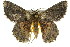  (Hypodoxa - 11ANIC-04432)  @16 [ ] CreativeCommons - Attribution (2011) ANIC/CBG Photography Group Centre for Biodiversity Genomics