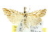  ( - 11ANIC-04472)  @13 [ ] CreativeCommons - Attribution (2011) ANIC/CBG Photography Group Centre for Biodiversity Genomics
