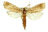  (Thopeutis - 11ANIC-04498)  @15 [ ] CreativeCommons - Attribution (2011) ANIC/CBG Photography Group Centre for Biodiversity Genomics