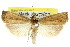  ( - 11ANIC-04509)  @11 [ ] CreativeCommons - Attribution (2011) ANIC/CBG Photography Group Centre for Biodiversity Genomics