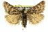 (Tauroscopa lachnaea - 11ANIC-04517)  @15 [ ] CreativeCommons - Attribution (2011) ANIC/CBG Photography Group Centre for Biodiversity Genomics