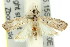  ( - 11ANIC-04525)  @13 [ ] CreativeCommons - Attribution (2011) ANIC/CBG Photography Group Centre for Biodiversity Genomics