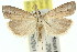  (Culladia - 11ANIC-04530)  @15 [ ] CreativeCommons - Attribution (2011) ANIC/CBG Photography Group Centre for Biodiversity Genomics