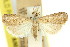  ( - 11ANIC-04532)  @11 [ ] CreativeCommons - Attribution (2011) ANIC/CBG Photography Group Centre for Biodiversity Genomics