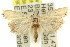  ( - 11ANIC-04536)  @14 [ ] CreativeCommons - Attribution (2011) ANIC/CBG Photography Group Centre for Biodiversity Genomics