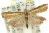  ( - 11ANIC-04537)  @15 [ ] CreativeCommons - Attribution (2011) ANIC/CBG Photography Group Centre for Biodiversity Genomics