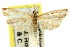  ( - 11ANIC-04541)  @14 [ ] CreativeCommons - Attribution (2011) ANIC/CBG Photography Group Centre for Biodiversity Genomics