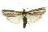  ( - 11ANIC-04551)  @11 [ ] CreativeCommons - Attribution (2011) ANIC/CBG Photography Group Centre for Biodiversity Genomics