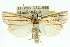  ( - 11ANIC-04554)  @11 [ ] CreativeCommons - Attribution (2011) ANIC/CBG Photography Group Centre for Biodiversity Genomics
