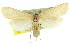  ( - 11ANIC-04888)  @11 [ ] CreativeCommons - Attribution (2011) ANIC/CBG Photography Group Centre for Biodiversity Genomics