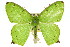  (Agathia - 11ANIC-04946)  @16 [ ] CreativeCommons - Attribution (2011) ANIC/CBG Photography Group Centre for Biodiversity Genomics