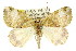  (Geometrine sp. ANIC6 - 11ANIC-04974)  @13 [ ] CreativeCommons - Attribution (2011) ANIC/CBG Photography Group Centre for Biodiversity Genomics