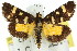  ( - 11ANIC-05227)  @11 [ ] CreativeCommons - Attribution (2011) ANIC/CBG Photography Group Centre for Biodiversity Genomics