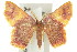  ( - 11ANIC-05692)  @14 [ ] CreativeCommons - Attribution (2011) ANIC/CBG Photography Group Centre for Biodiversity Genomics
