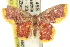  ( - 11ANIC-05700)  @11 [ ] CreativeCommons - Attribution (2011) ANIC/CBG Photography Group Centre for Biodiversity Genomics