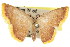  ( - 11ANIC-05715)  @11 [ ] CreativeCommons - Attribution (2011) ANIC/CBG Photography Group Centre for Biodiversity Genomics