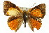  ( - 11ANIC-05800)  @14 [ ] CreativeCommons - Attribution (2011) ANIC/CBG Photography Group Centre for Biodiversity Genomics