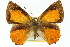  ( - 11ANIC-05803)  @11 [ ] CreativeCommons - Attribution (2011) ANIC/CBG Photography Group Centre for Biodiversity Genomics