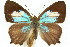  ( - 11ANIC-05812)  @13 [ ] CreativeCommons - Attribution (2011) ANIC/CBG Photography Group Centre for Biodiversity Genomics
