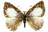  (Philiris diana - 11ANIC-05826)  @15 [ ] CreativeCommons - Attribution (2011) ANIC/CBG Photography Group Centre for Biodiversity Genomics