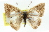  ( - 11ANIC-05832)  @11 [ ] CreativeCommons - Attribution (2011) ANIC/CBG Photography Group Centre for Biodiversity Genomics