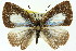  ( - 11ANIC-05833)  @13 [ ] CreativeCommons - Attribution (2011) ANIC/CBG Photography Group Centre for Biodiversity Genomics