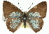  ( - 11ANIC-05837)  @14 [ ] CreativeCommons - Attribution (2011) ANIC/CBG Photography Group Centre for Biodiversity Genomics