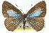  ( - 11ANIC-05839)  @15 [ ] CreativeCommons - Attribution (2011) ANIC/CBG Photography Group Centre for Biodiversity Genomics