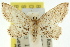  (Idaea pachydetis - 11ANIC-06108)  @14 [ ] CreativeCommons - Attribution (2011) ANIC/CBG Photography Group Centre for Biodiversity Genomics