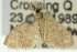  (Idaea fucosa - 11ANIC-06132)  @11 [ ] CreativeCommons - Attribution (2011) ANIC/CBG Photography Group Centre for Biodiversity Genomics
