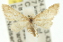  (Idaea trissomita - 11ANIC-06145)  @11 [ ] CreativeCommons - Attribution (2011) ANIC/CBG Photography Group Centre for Biodiversity Genomics