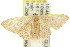  (Idaea uniformis - 11ANIC-06175)  @14 [ ] CreativeCommons - Attribution (2011) ANIC/CBG Photography Group Centre for Biodiversity Genomics