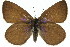  ( - 11ANIC-06255)  @15 [ ] CreativeCommons - Attribution (2011) ANIC/CBG Photography Group Centre for Biodiversity Genomics