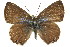  ( - 11ANIC-06296)  @11 [ ] CreativeCommons - Attribution (2011) ANIC/CBG Photography Group Centre for Biodiversity Genomics