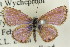  ( - 11ANIC-06313)  @13 [ ] CreativeCommons - Attribution (2011) ANIC/CBG Photography Group Centre for Biodiversity Genomics