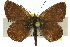 ( - 11ANIC-06348)  @11 [ ] CreativeCommons - Attribution (2011) ANIC/CBG Photography Group Centre for Biodiversity Genomics