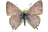  ( - 11ANIC-06353)  @13 [ ] CreativeCommons - Attribution (2011) ANIC/CBG Photography Group Centre for Biodiversity Genomics