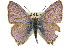  ( - 11ANIC-06354)  @13 [ ] CreativeCommons - Attribution (2011) ANIC/CBG Photography Group Centre for Biodiversity Genomics