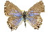  ( - 11ANIC-06355)  @11 [ ] CreativeCommons - Attribution (2011) ANIC/CBG Photography Group Centre for Biodiversity Genomics