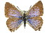  ( - 11ANIC-06356)  @14 [ ] CreativeCommons - Attribution (2011) ANIC/CBG Photography Group Centre for Biodiversity Genomics